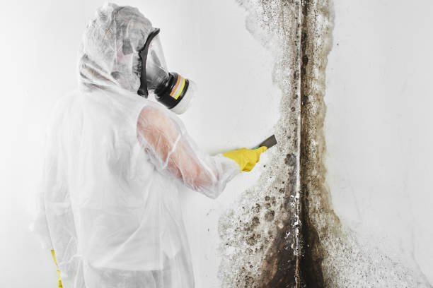 Best Mold Removal Process  in East Bakersfield, CA