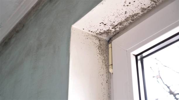 Best Black Mold Removal  in East Bakersfield, CA