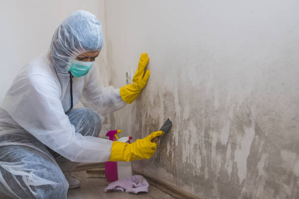 Best Local Mold Removal Service  in East Bakersfield, CA