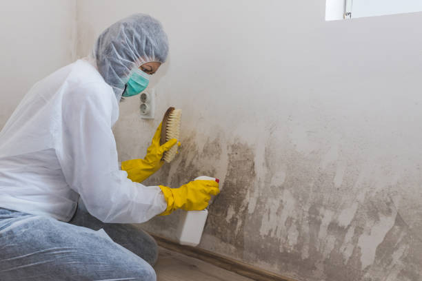 Certified Mold Removal in East Bakersfield, CA