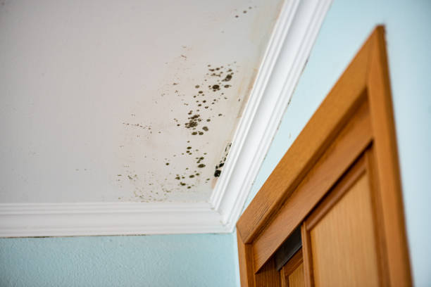 Mold Testing and Removal in East Bakersfield, CA