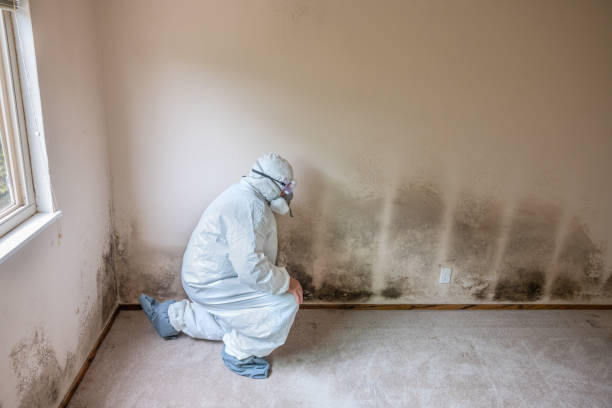 Best Residential Mold Removal  in East Bakersfield, CA
