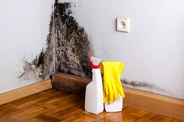 East Bakersfield, CA Mold Removal Company