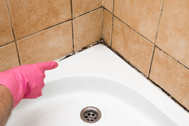 Best Mold Remediation  in East Bakersfield, CA